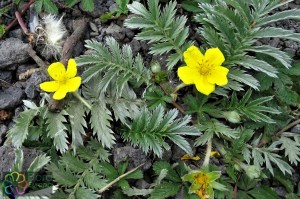 Potentilla anserina (4)